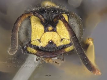 Media type: image;   Entomology 13783 Aspect: head frontal view